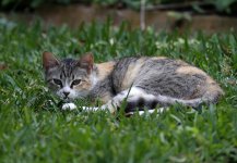 ScruffyKitty17.jpg