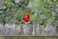 Cardinal5.jpg