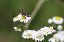 FlowerFleabaneWhiteAssassinBugStandoff1.jpg
