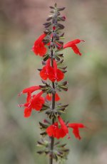 FlowerSalviaBog1.jpg