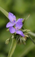 FlowerSpiderwort1.jpg