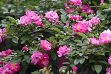 RosePeggyMartin4.jpg