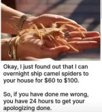 spiders.jpg