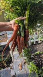 carrot 3.jpg