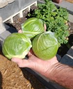 cabbage.jpg