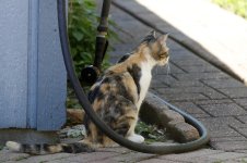 ScruffyKitty18.jpg