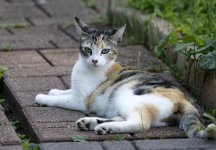 ScruffyKitty19.jpg