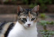 ScruffyKitty20.jpg