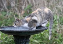 PeeBeeBirdbath1.jpg