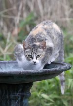 PeeBeeBirdbath2.jpg