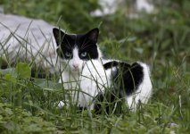 NewKitty1.jpg