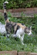 ScruffyKitty24.jpg