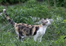 ScruffyKitty25.jpg