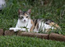 ScruffyKitty26.jpg