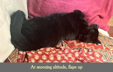 Smudge snooze posture.jpg