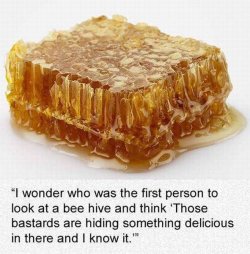 behive.jpeg
