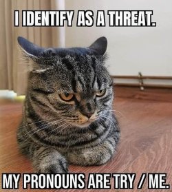try me.jpeg