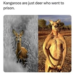 kangaroos.jpeg