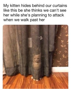 kitten hiding.jpeg