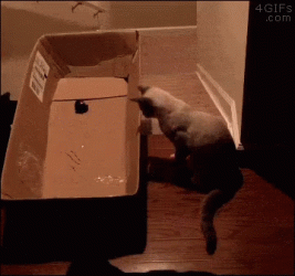 1746529755403.gif