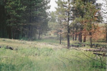 Bear in Idaho.jpg