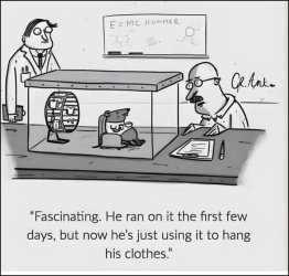 Lab hamster.jpg