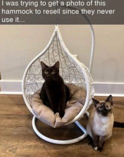 hammock for sale.jpg