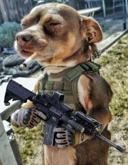 dog-guard.jpg