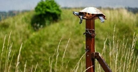 Turtle on fence post.jpg