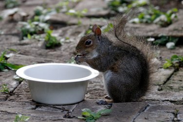 SquirrelMooching.jpg