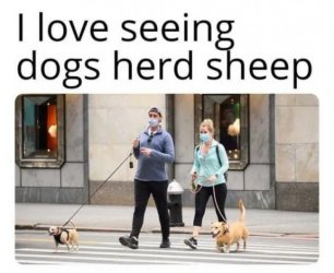 herd sheep.jpeg