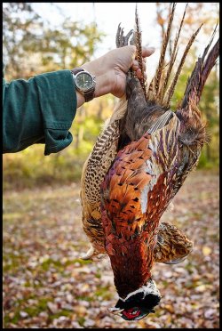 pheasant time #2.jpg