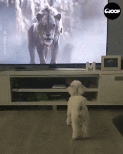 1747050585142.gif