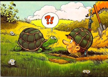 turtle.jpeg