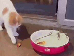 1747068333844.gif