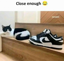 TILSHOE.png