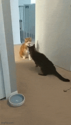 O7aIjVX4_o.gif