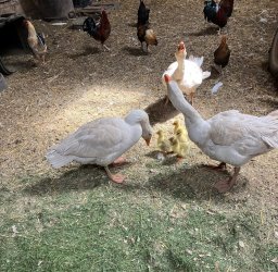new goslings_resize.jpg