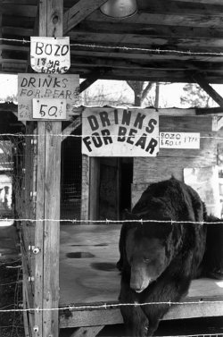Bear Bozo 45.jpeg