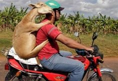 3a2387475920109b20a045e20cd6f454--funny-animal-pictures-animal-pics.jpg