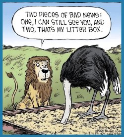 litter box lion.jpg