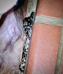 IMG_0288.jpeg