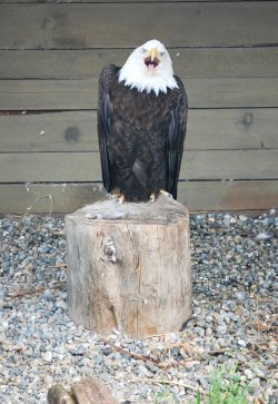 DSC_0143aaa.JPG