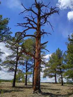 cork-screw-tree.jpg