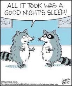 Raccoon sleep.jpg