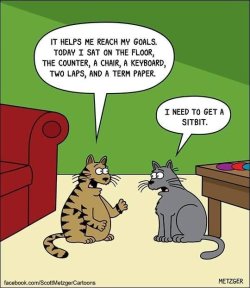 Cat sitbitJPG.JPG