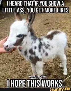 show-little-ass.jpg
