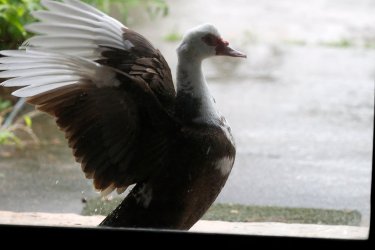 DuckMuscovyDoorway1.jpg