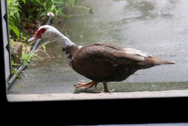 DuckMuscovyDoorway2.jpg