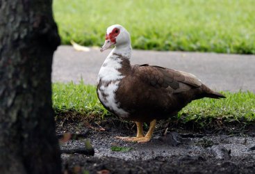DuckMuscovyElizYard.jpg